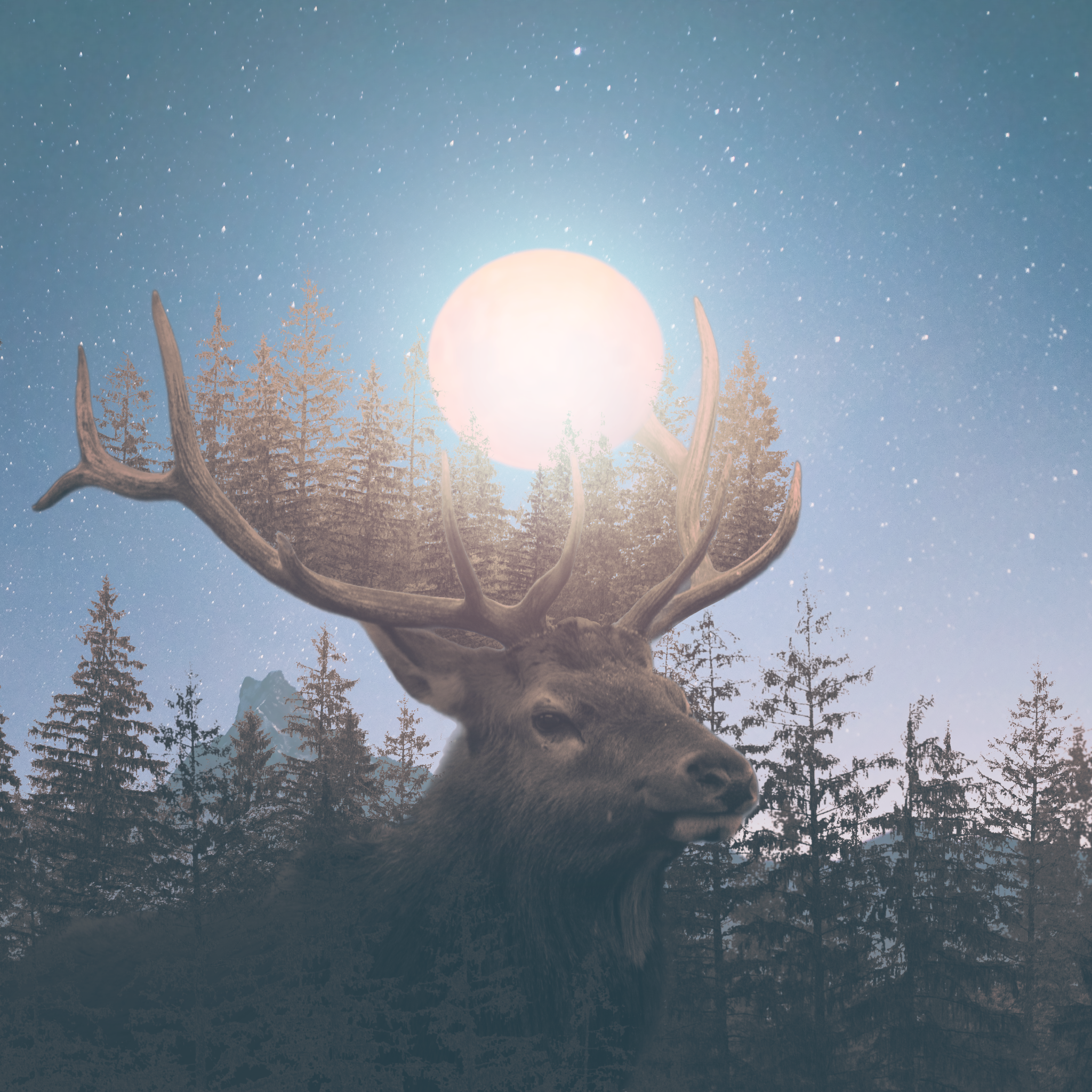 Photo Montage: Forest King